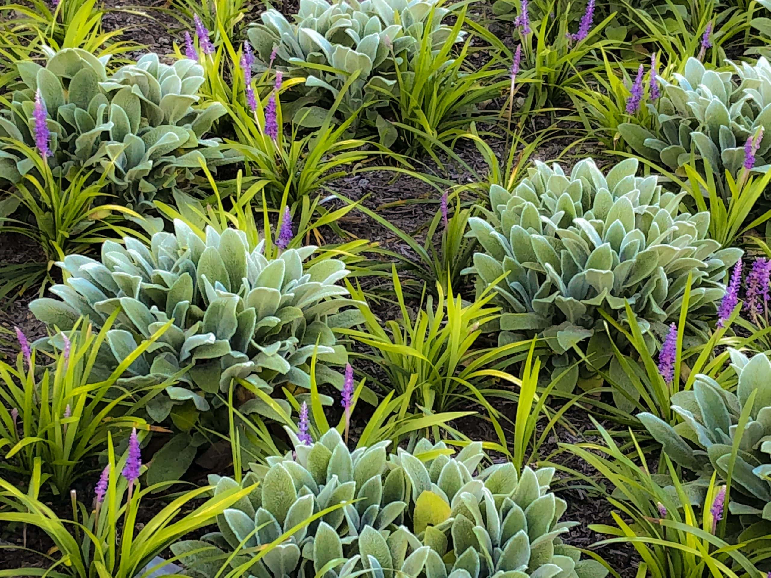 landscape-loriope lambs ear